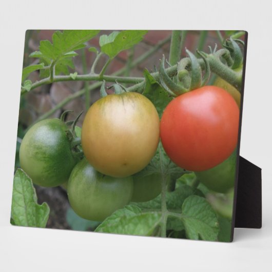 Plaque de tomates de feu de circulation (Côté)
