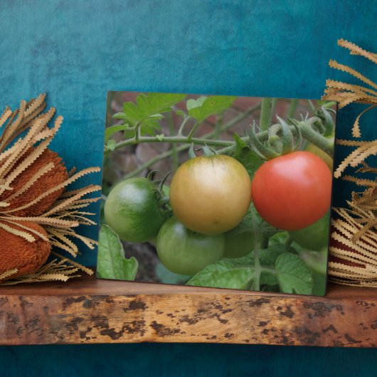 Plaque de tomates de feu de circulation (Côté)