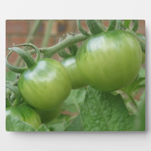 Plaque de tomates vertes (Devant)