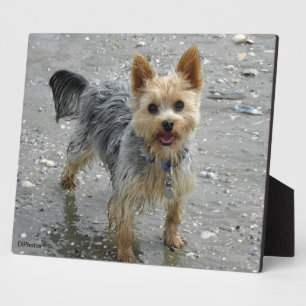 Plaque de Yorkie