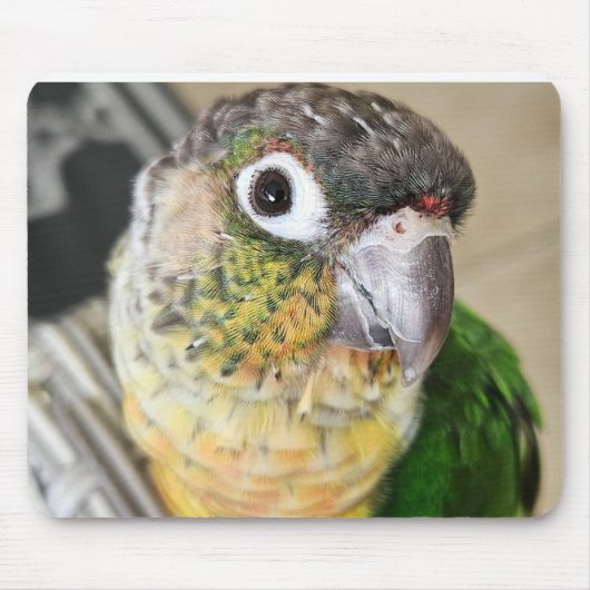 Plaque et tapis de bureau pour souris d'oiseaux (Devant)