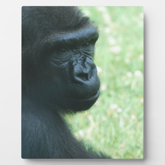 Plaque Gorilla Gaze (Devant)