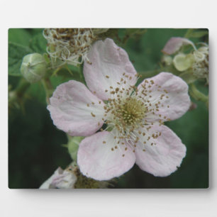 Plaque met macroafbeelding van bloem van braamstru fotoplaat