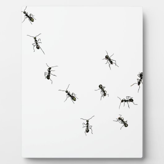 PLAQUE PHOTO 10 (Devant)