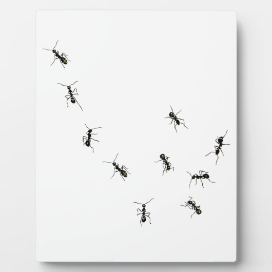 Plaque Photo 10 fourmis (Devant)