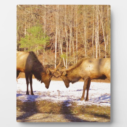 Plaque Photo 2~ deux Bull Elk dans la neige (Devant)