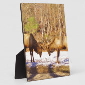 Plaque Photo 2~ deux Bull Elk dans la neige (Côté)
