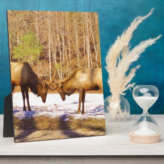 Plaque Photo 2~ deux Bull Elk dans la neige (Côté)