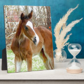 PLAQUE PHOTO 2CUT HORSE FOAL BÉBÉ PONY (Côté)