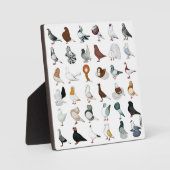 Plaque Photo 36 races de pigeons (Recto)