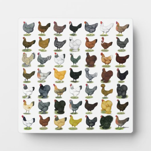 Plaque Photo 49 poules de poulet (Devant)