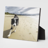 Plaque Photo A Border Collie Dog Running (Côté)