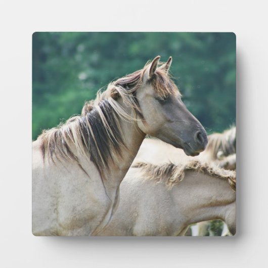 Plaque Photo A herd of Brumby Horses from Australie (Devant)