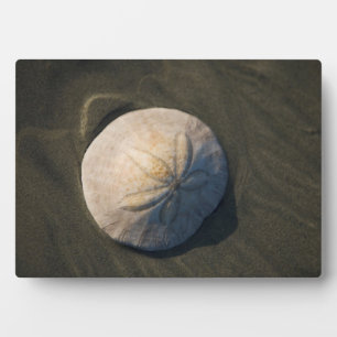 Plaque Photo A Sand Dollar