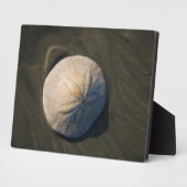 Plaque Photo A Sand Dollar (Côté)