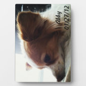 Plaque Photo Abby 2012 (Devant)