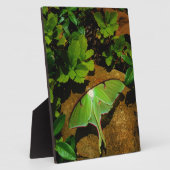 Plaque Photo Actias maenas (Côté)