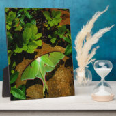 Plaque Photo Actias maenas (Côté)