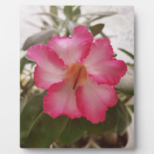 Plaque Photo Adenium rose fleurs blanches fleurs florales natur