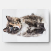 Plaque Photo Adorable Calico Kitten (Devant)