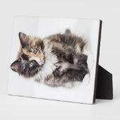 Plaque Photo Adorable Calico Kitten (Côté)