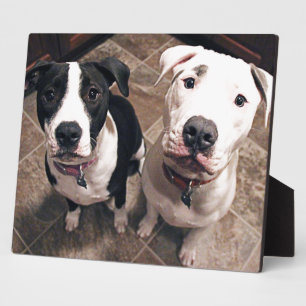 Plaque Photo adorables chiots pitbull chiens
