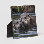 Plaque Photo **"Adrift in Love : Mummy and Baby Otter"** (Recto)