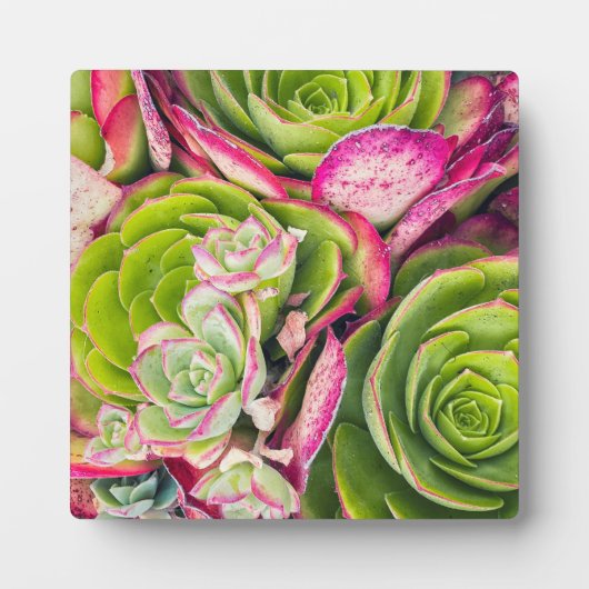 Plaque Photo Aeonium (Devant)