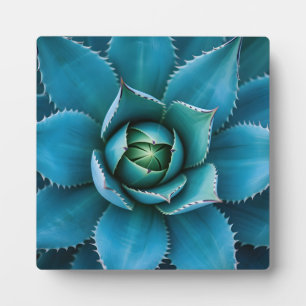 Plaque Photo Agave Succulent Géométrique Turquoise Vibrant en M