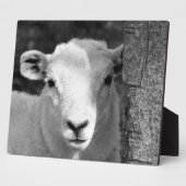 PLAQUE PHOTO AGNEAU (Côté)