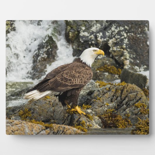 Plaque Photo Aigle à tête blanche (Devant)