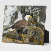 Plaque Photo Aigle à tête blanche (Côté)