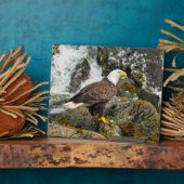 Plaque Photo Aigle à tête blanche (Côté)