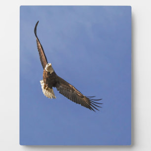 Plaque Photo Aigle à tête blanche en vol