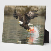 Plaque Photo Aigle à tête plate (Côté)