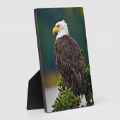 Plaque Photo Aigle américain perché (Côté)