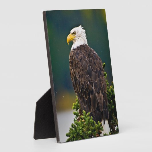 Plaque Photo Aigle américain perché (Côté)
