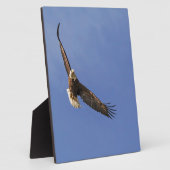Plaque Photo Aigle chauve en plein vol (Côté)