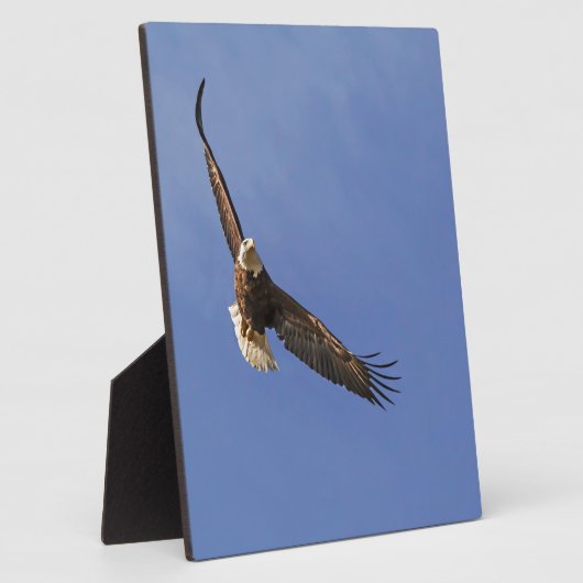 Plaque Photo Aigle chauve en plein vol (Côté)