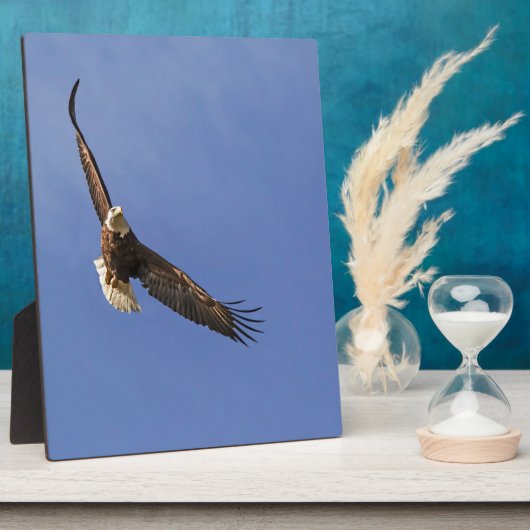 Plaque Photo Aigle chauve en plein vol (Côté)
