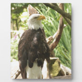 Plaque Photo Aigle de Bald (Devant)