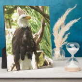 Plaque Photo Aigle de Bald (Côté)