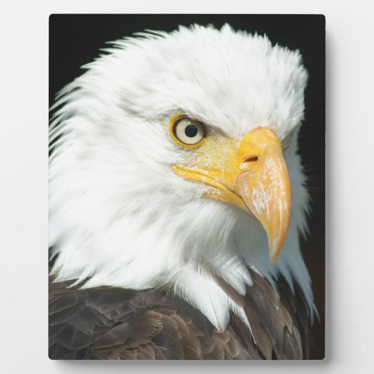 Plaque Photo Aigle de Bald (Devant)