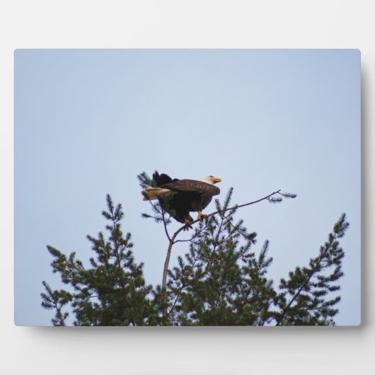 Plaque Photo Aigle de Bald (Devant)