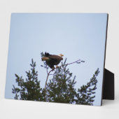 Plaque Photo Aigle de Bald (Côté)