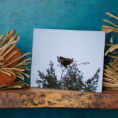 Plaque Photo Aigle de Bald (Côté)