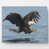 Plaque Photo Aigle en approche (Devant)