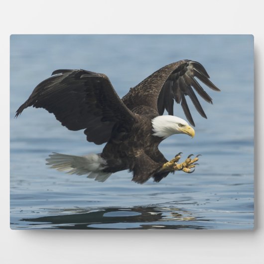 Plaque Photo Aigle en approche (Devant)