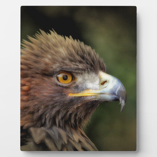 Plaque Photo aigle royal (Devant)