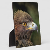 Plaque Photo aigle royal (Côté)